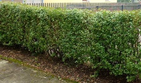 Hecke