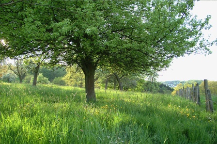 Obstwiese